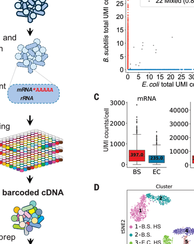 Science Magazine February 19 2021 Microbial Single Cell Rna