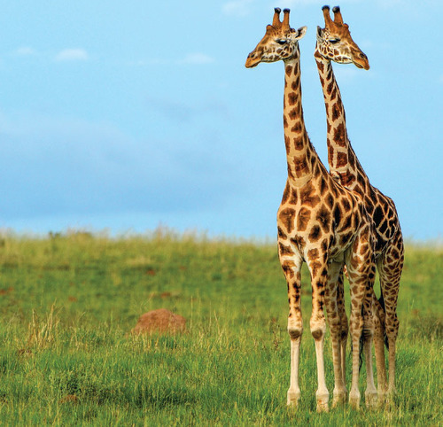 Science Magazine March 19 2021 Genome Reveals Giraffe S Recipe For   014.cropped 