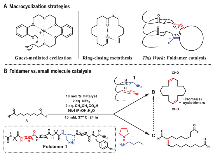 Science Magazine - December 20, 2019 - Foldamer-templated catalysis of  macrocycle formation