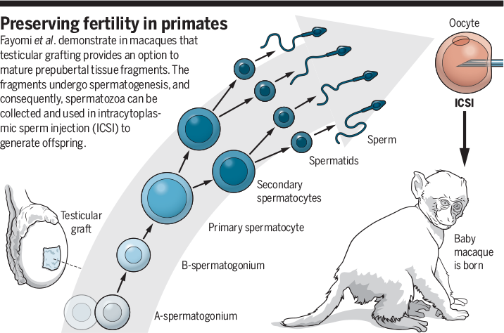 Science Magazine - March 22, 2019 - Stem cell–based options to preserve  male fertility