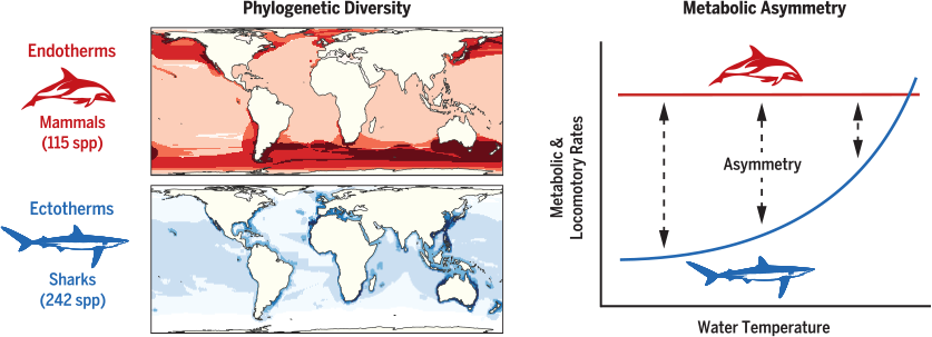 australian endotherms