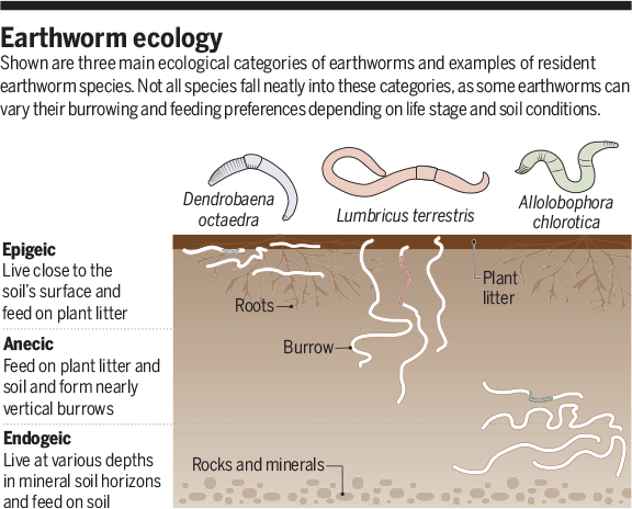Virtual Earthworm Dissection Worksheet Answers - Aflam-Neeeak