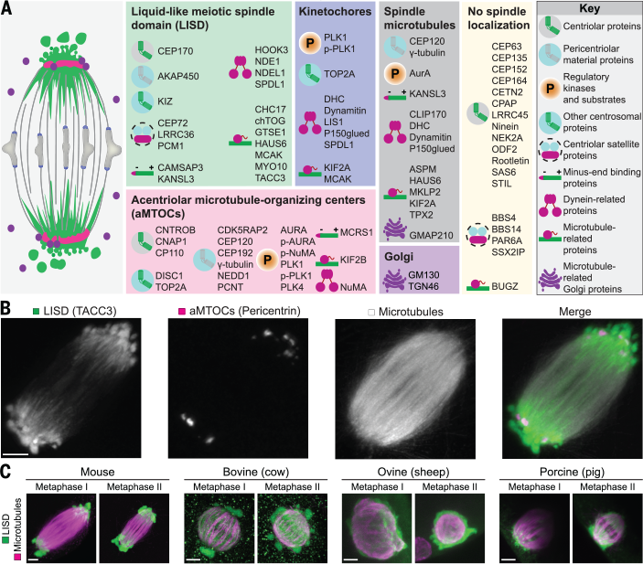 Science Magazine June 28 2019 A Liquid Like Spindle Domain