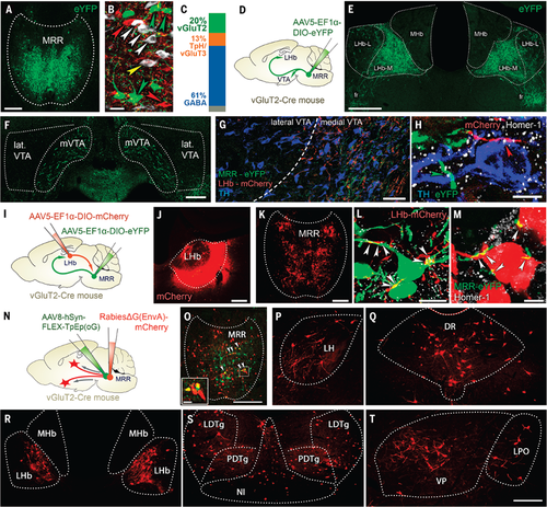Science Magazine - November 29, 2019 - Median raphe controls