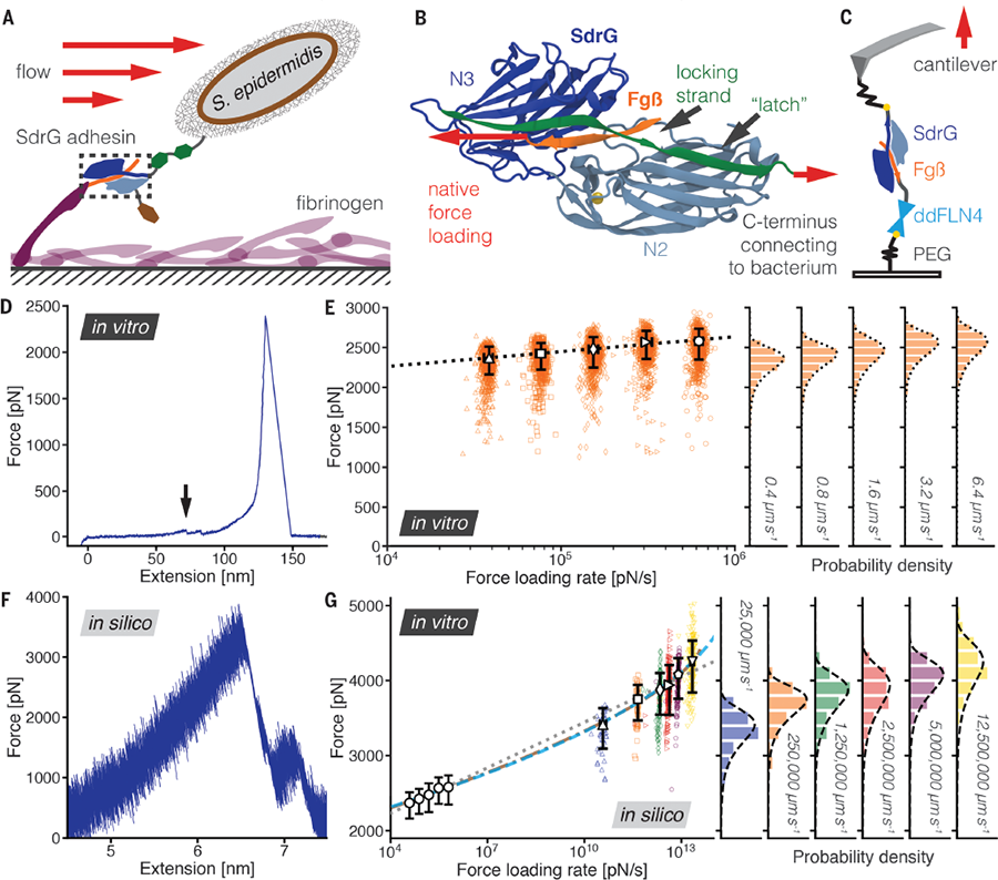 Science Magazine March 30 18 Molecular Mechanism Of Extreme Mechanostability In A Pathogen Adhesin