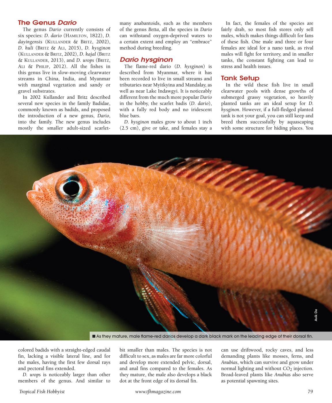 Tropical Fish Hobbyist - January/February 2017 - page 79