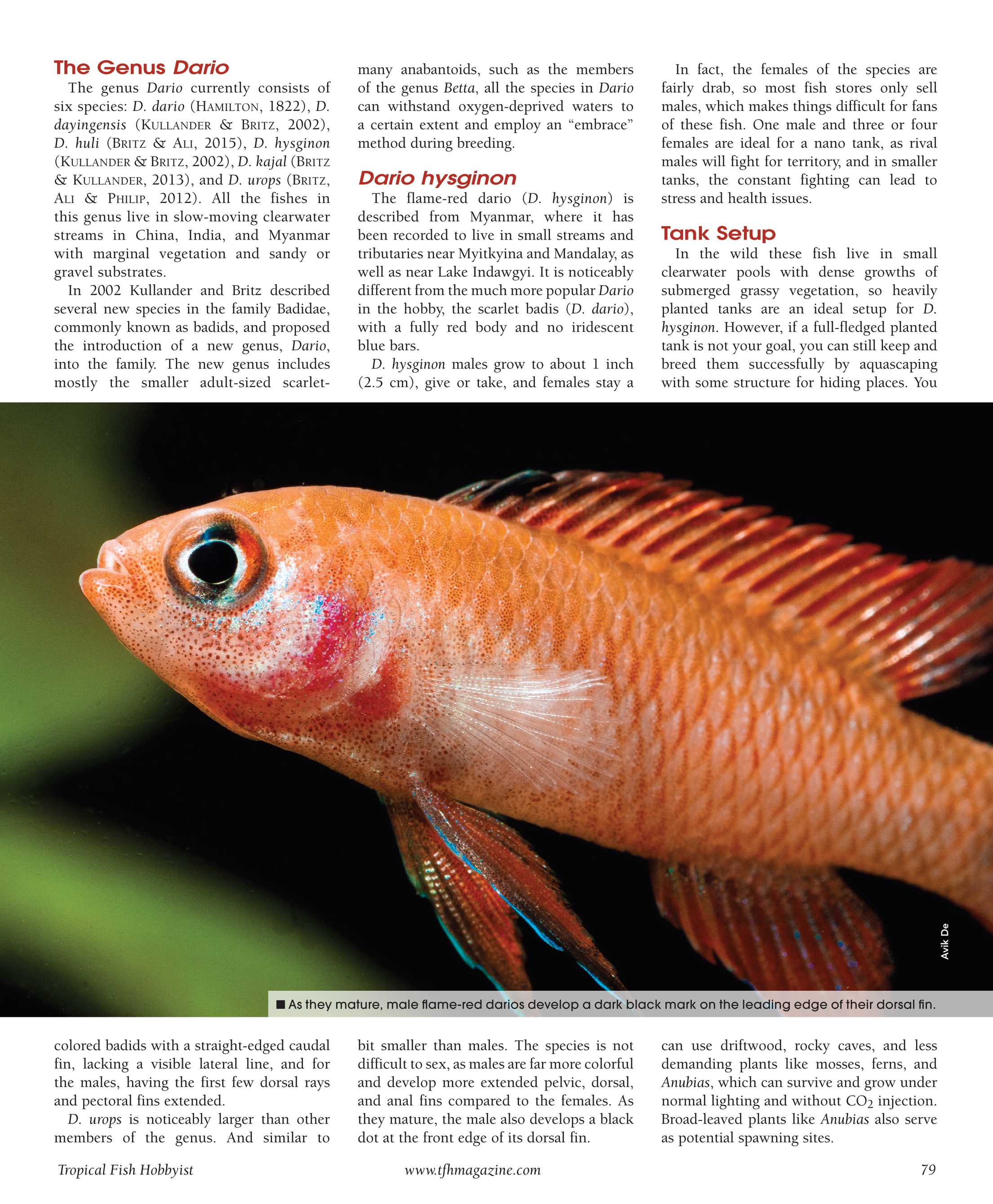 Tropical Fish Hobbyist - January/February 2017 - page 79