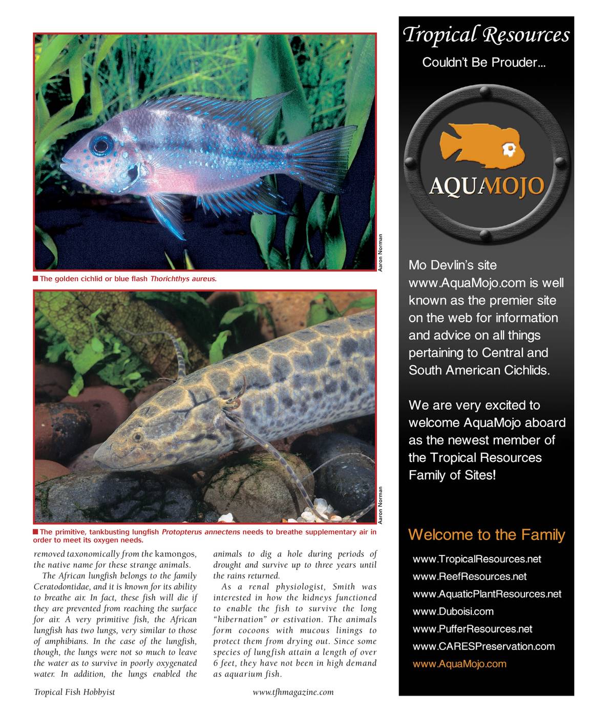 Tropical Fish Hobbyist September 2007 page 17