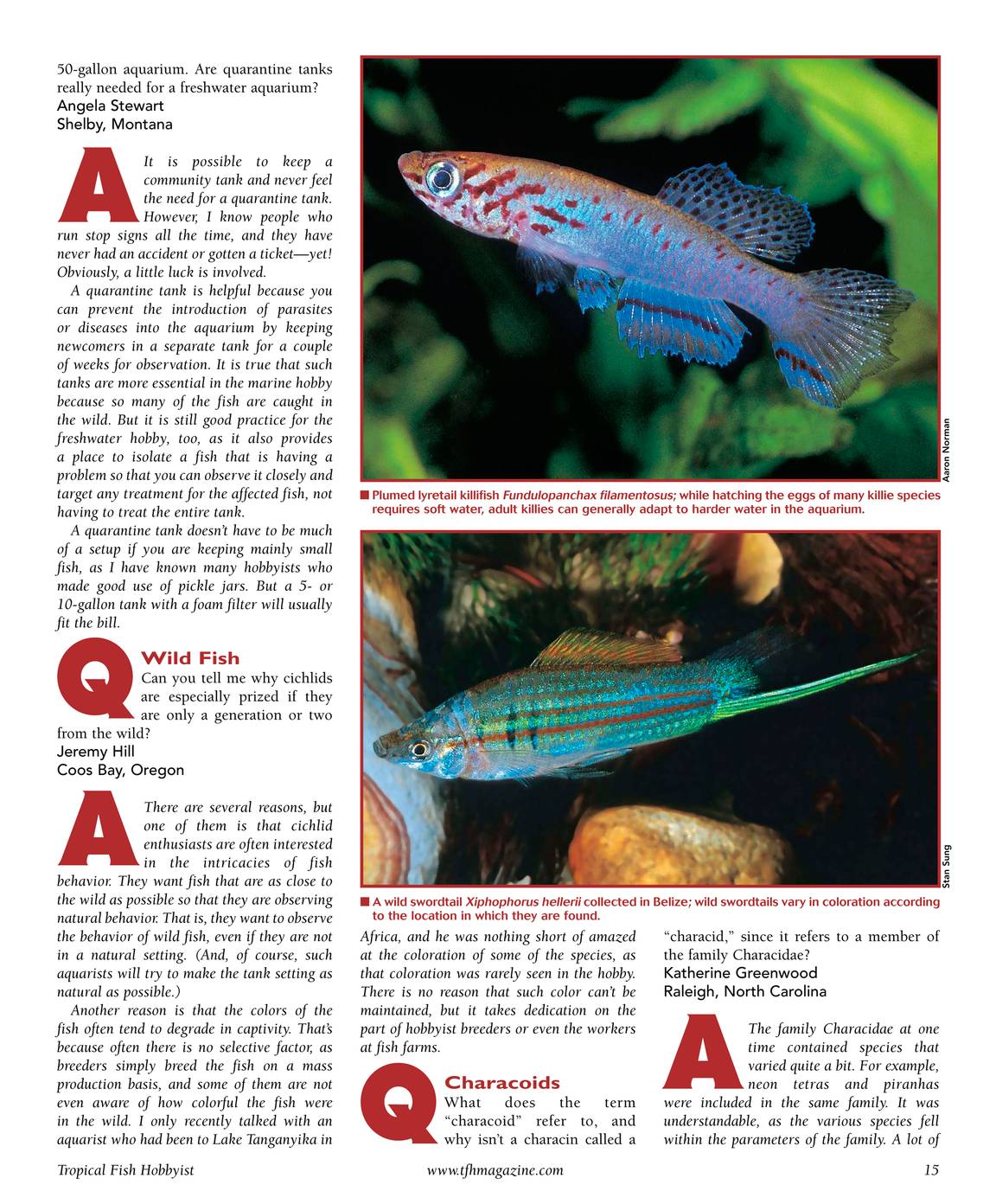 February 2008 - page 15 - Tropical Fish Hobbyist