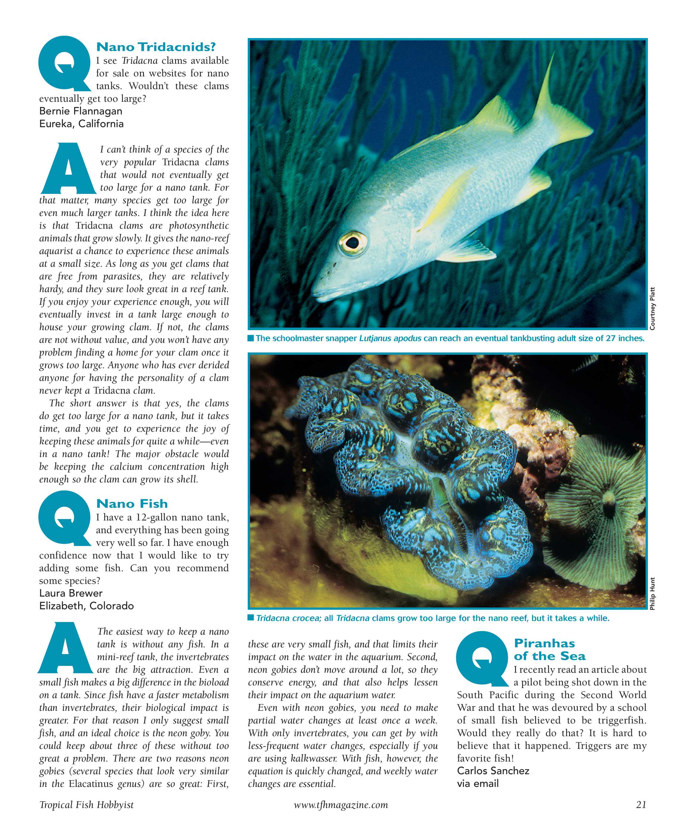 Tropical Fish Hobbyist - March 2008 - page 21