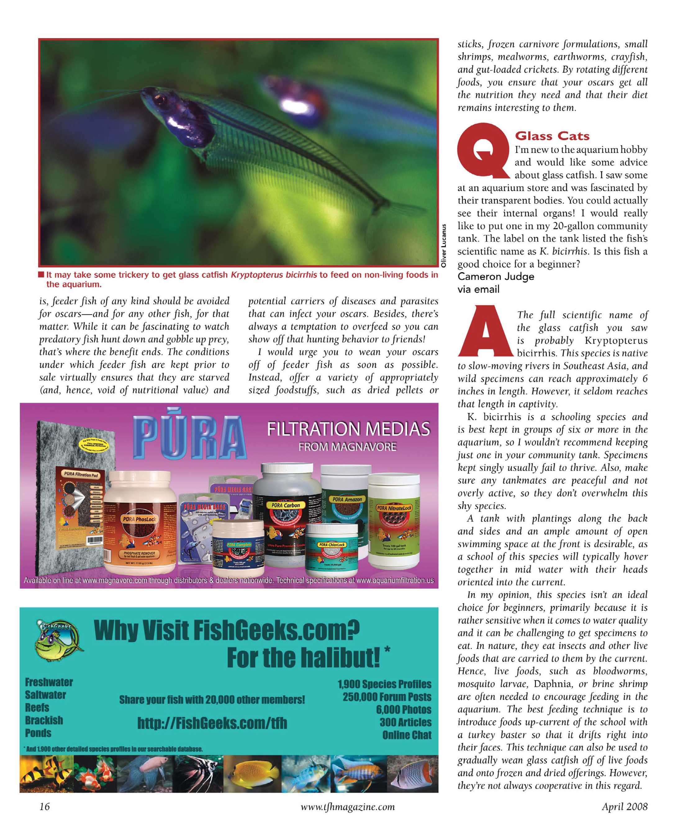 Tropical Fish Hobbyist - April 2008 - page 16