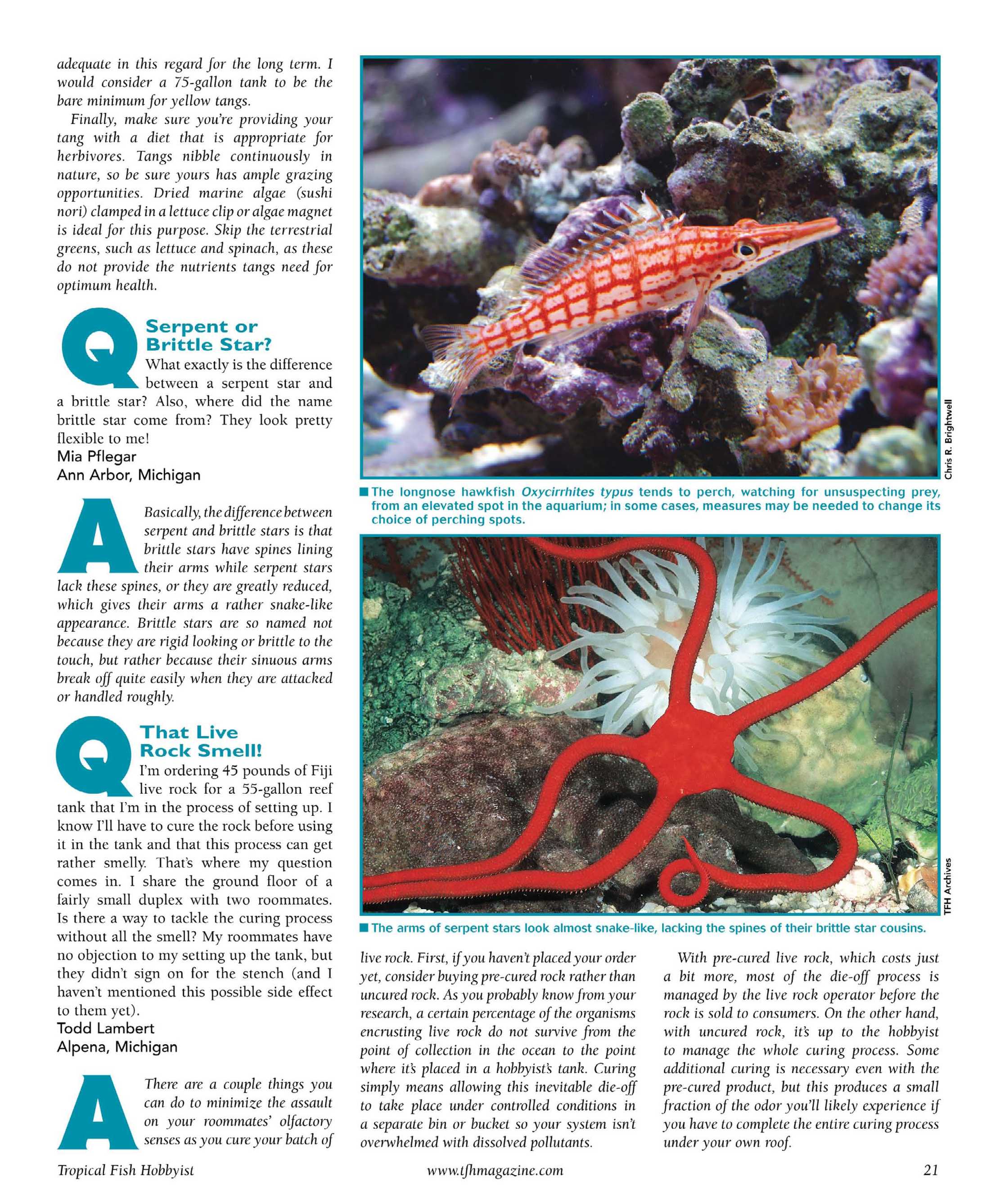 Todd's tropical fish cheap