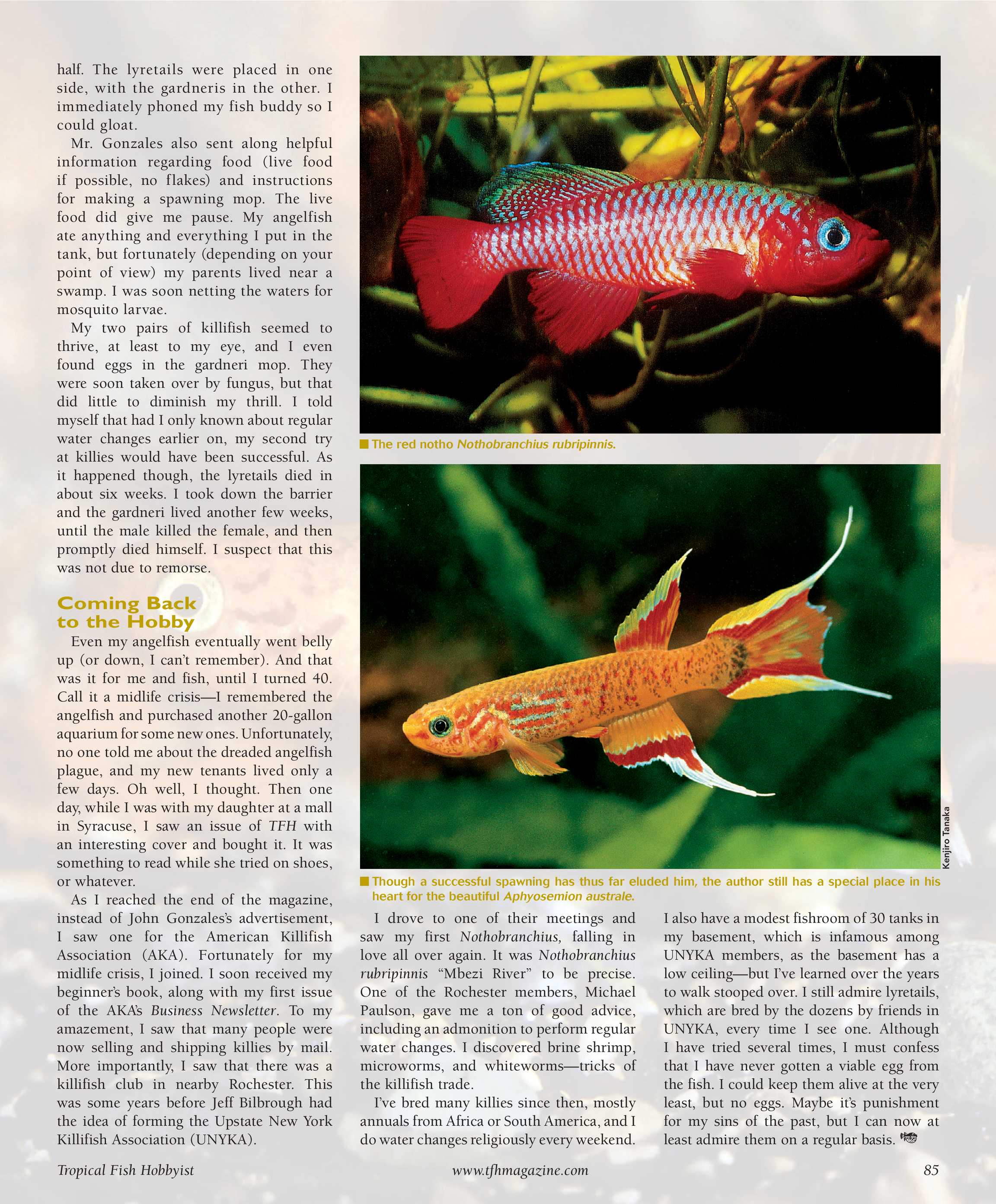 Fish Tank Layout Advice  Tropical Fish Hobbyist Magazine