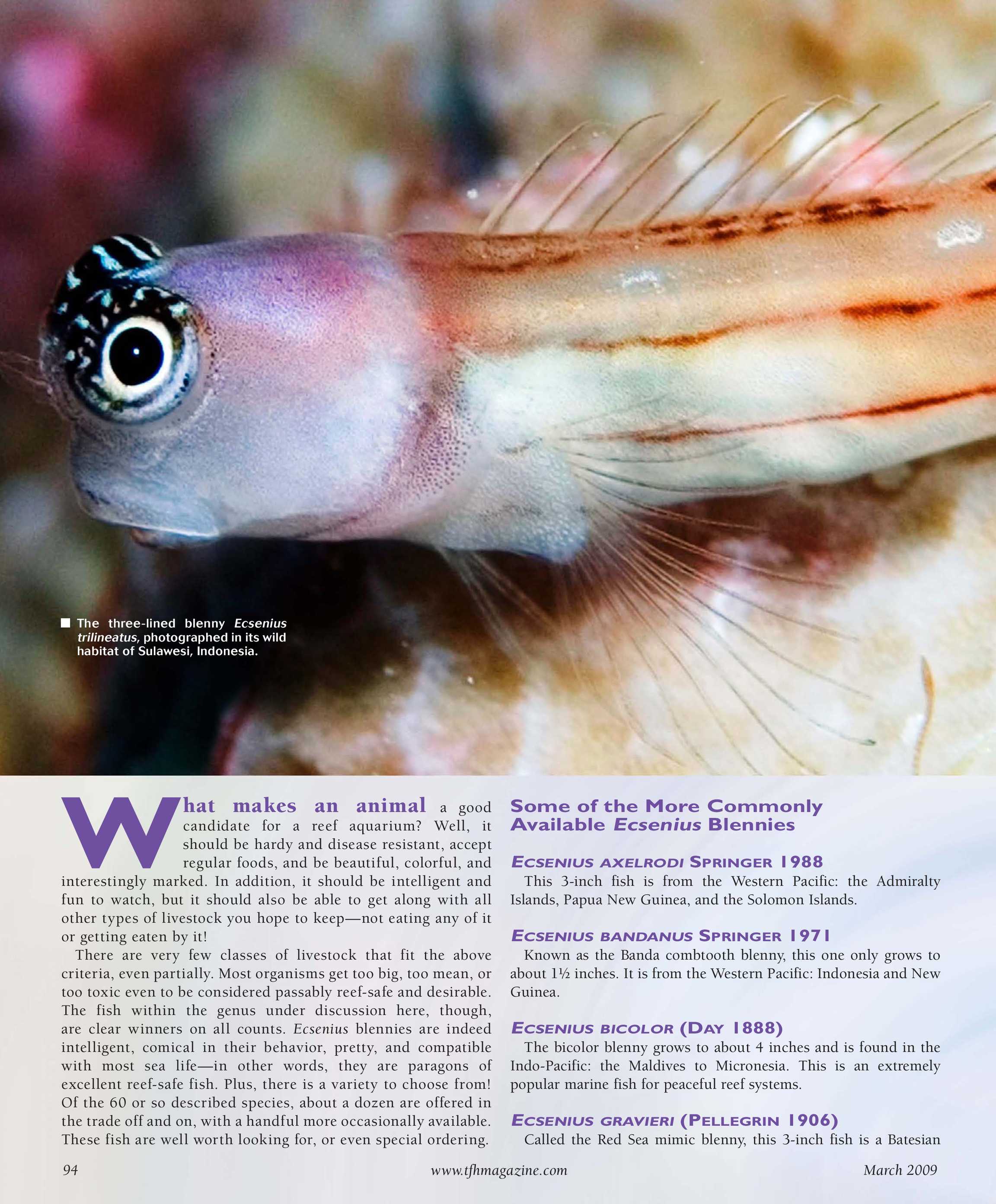 Tropical Fish Hobbyist - March 2009 - page 94