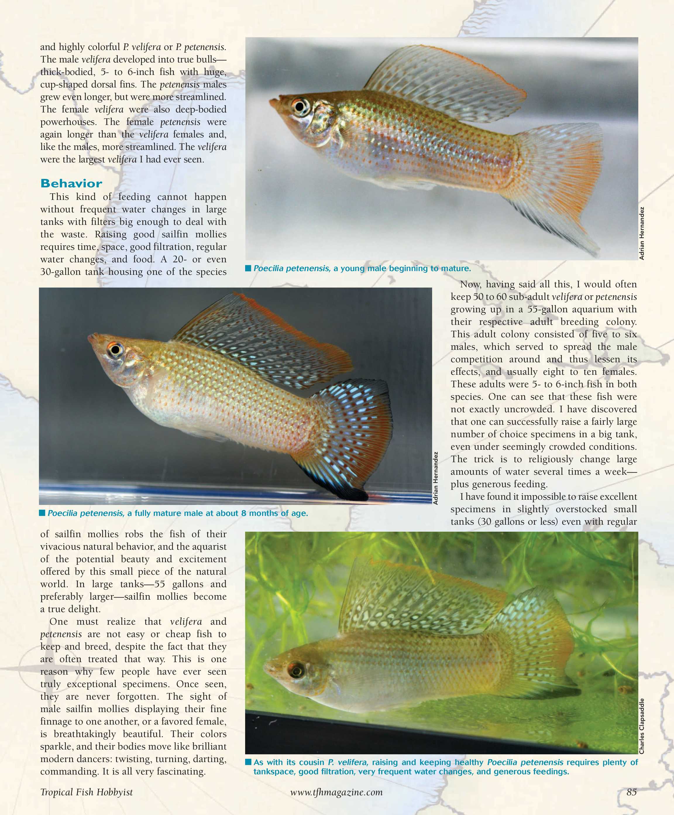 Tropical Fish Hobbyist - April 2009 - page 85