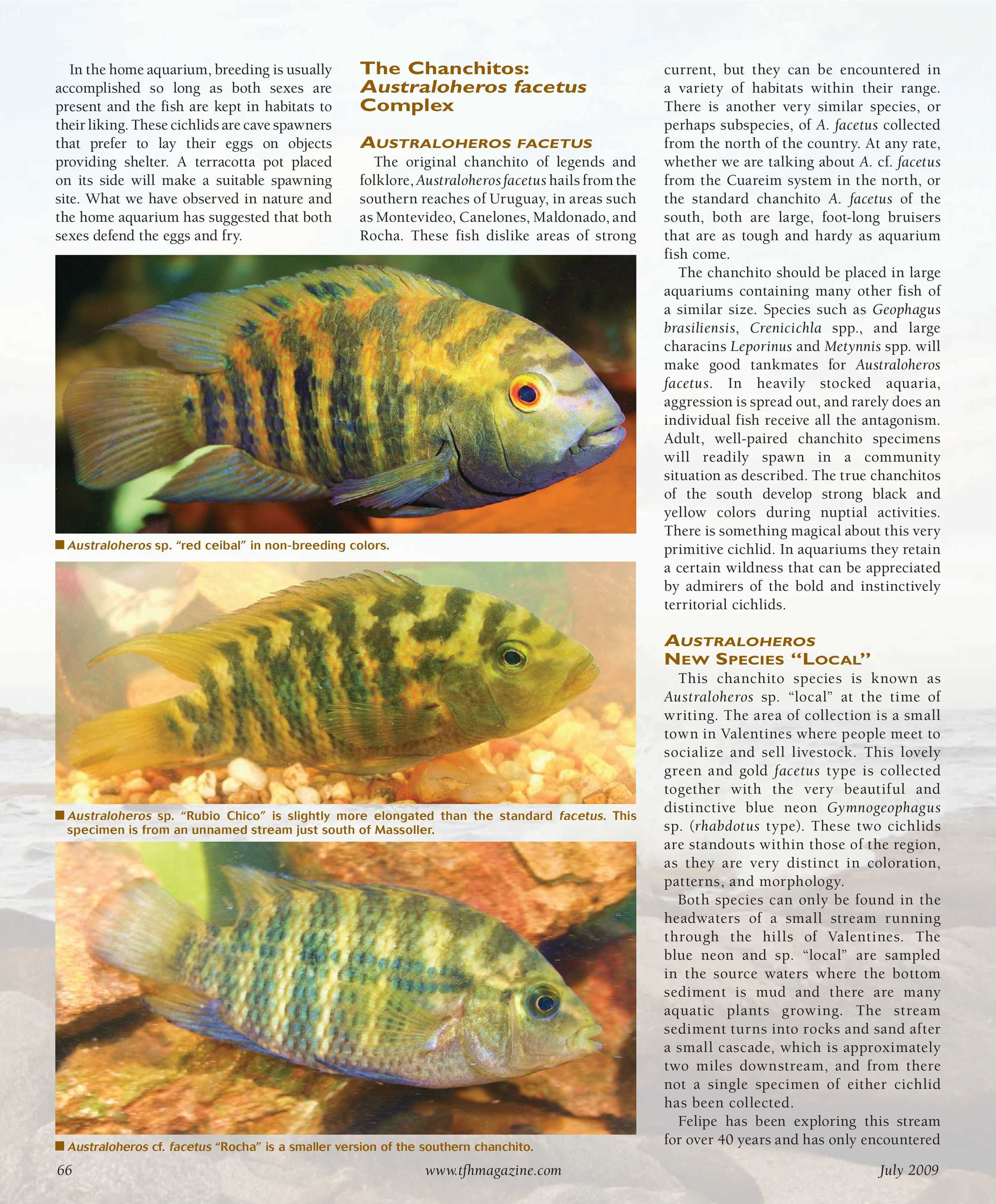 Tropical Fish Hobbyist July 2009 page 66