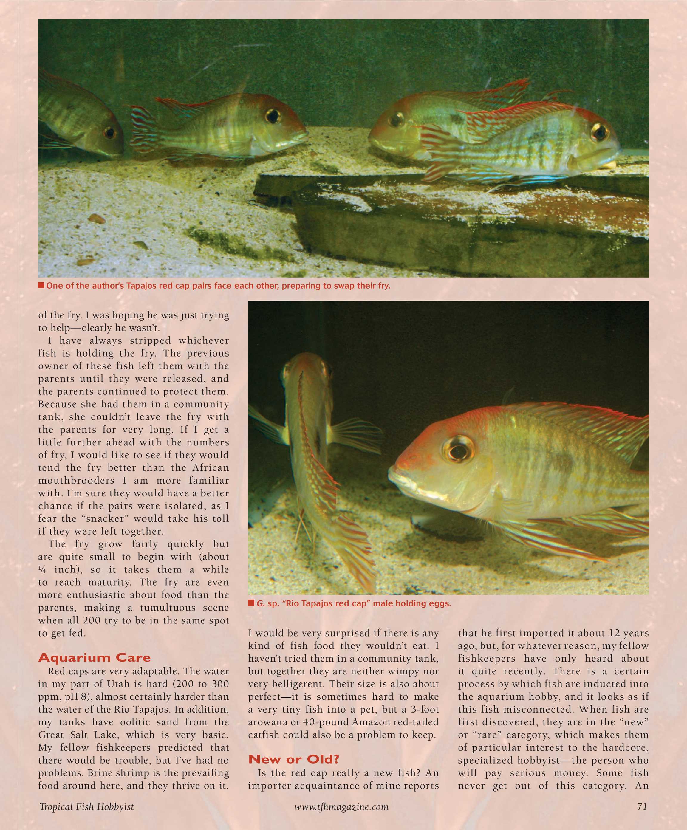 Redtail Catfish: Feeding, Reproduction, and Care