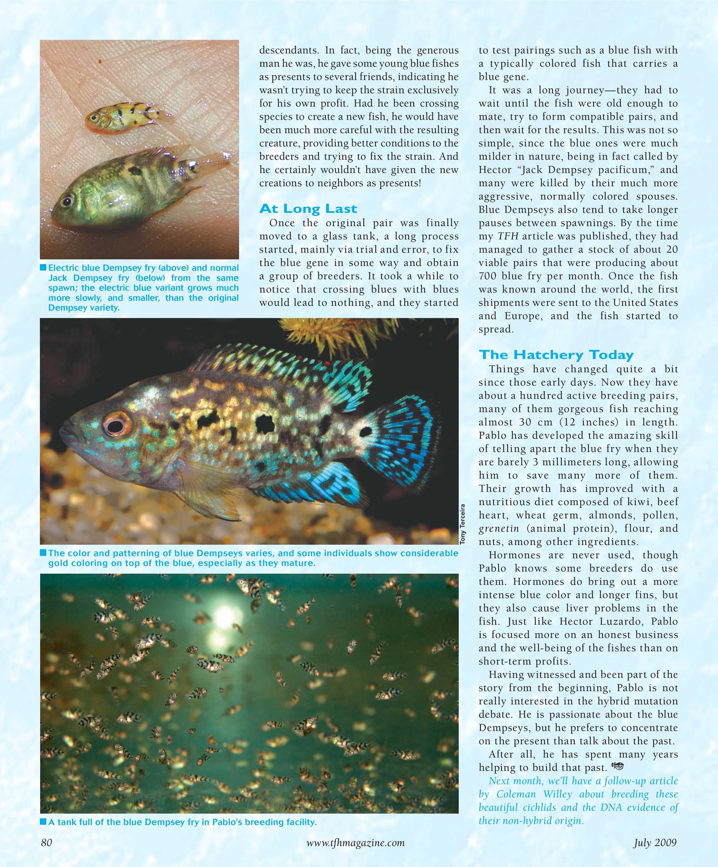 Tropical Fish Hobbyist - July 2009 - page 80