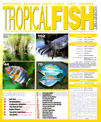 Raising Sepia bandensis  Tropical Fish Hobbyist Magazine