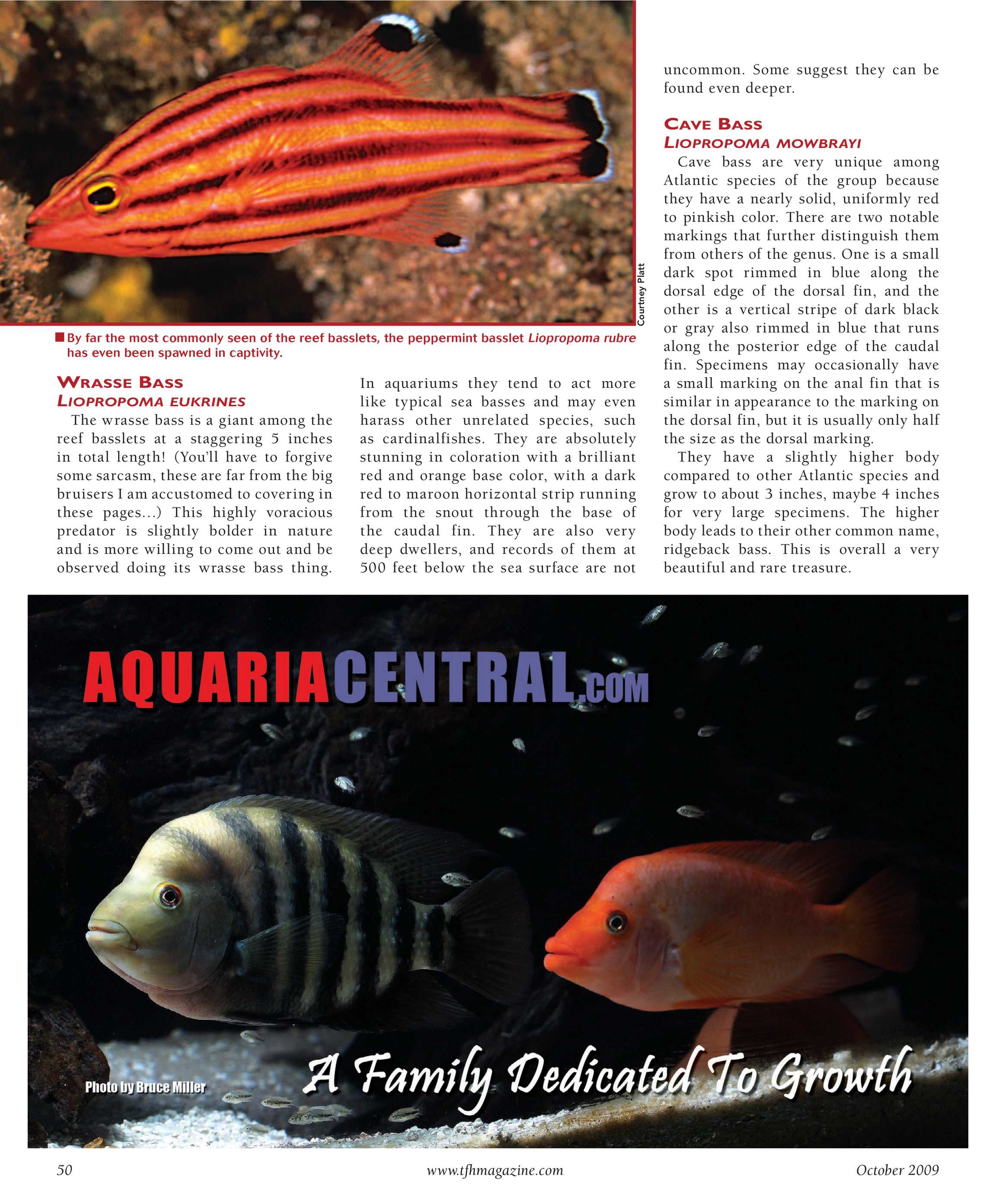 Tropical Fish Hobbyist - October 2009 - page 50
