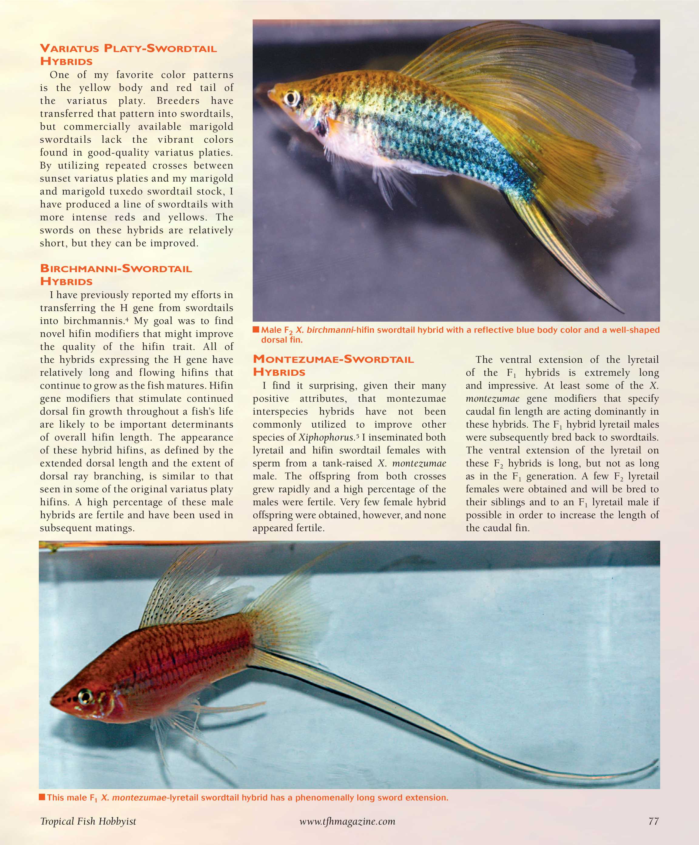 Swordtail Health Problems: Common Issues and Solutions