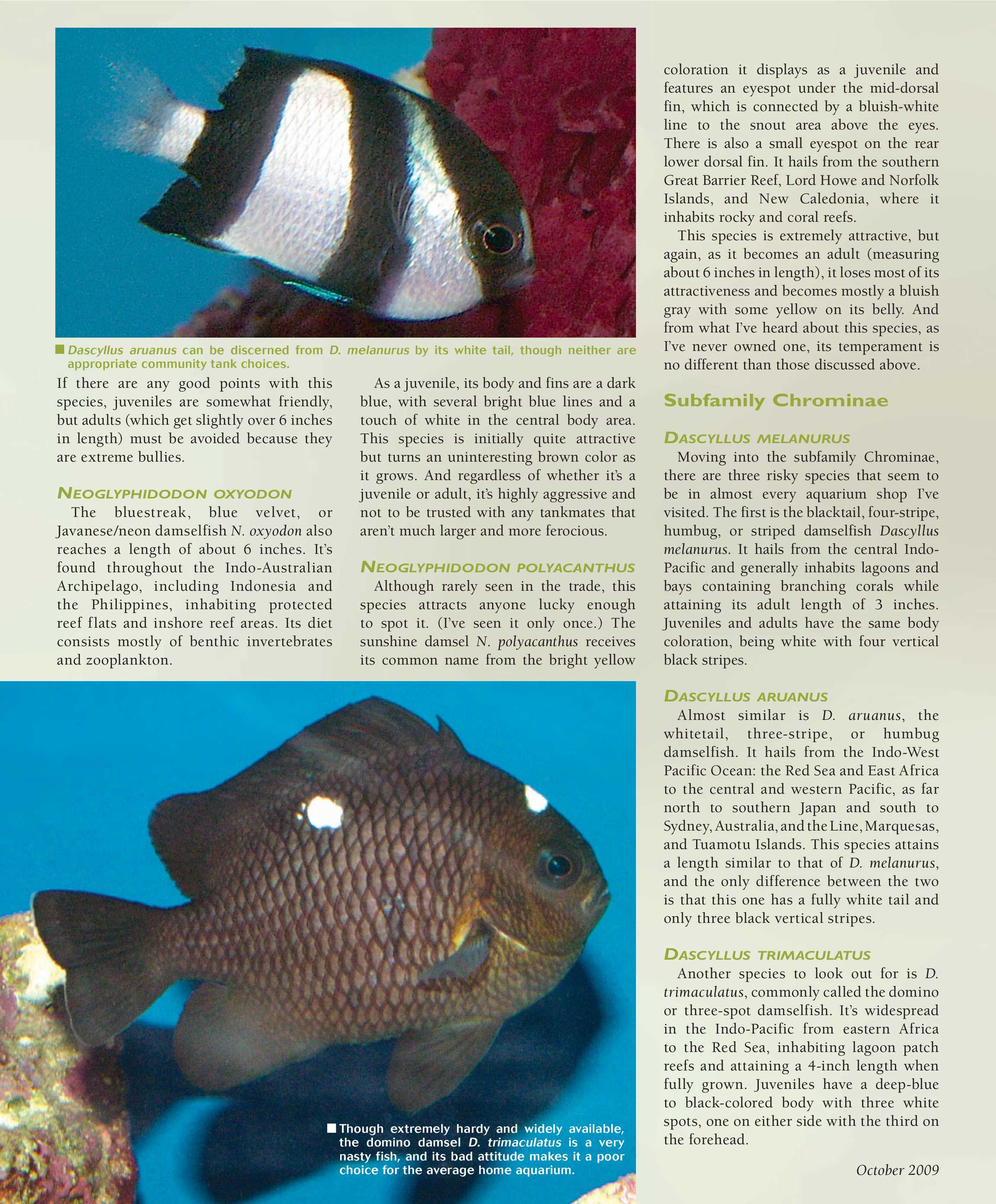Tropical Fish Hobbyist - October 2009 - page 106