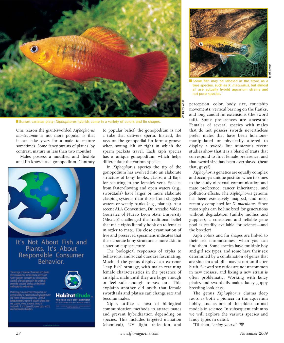 Tropical Fish Hobbyist - November 2009 - page 33