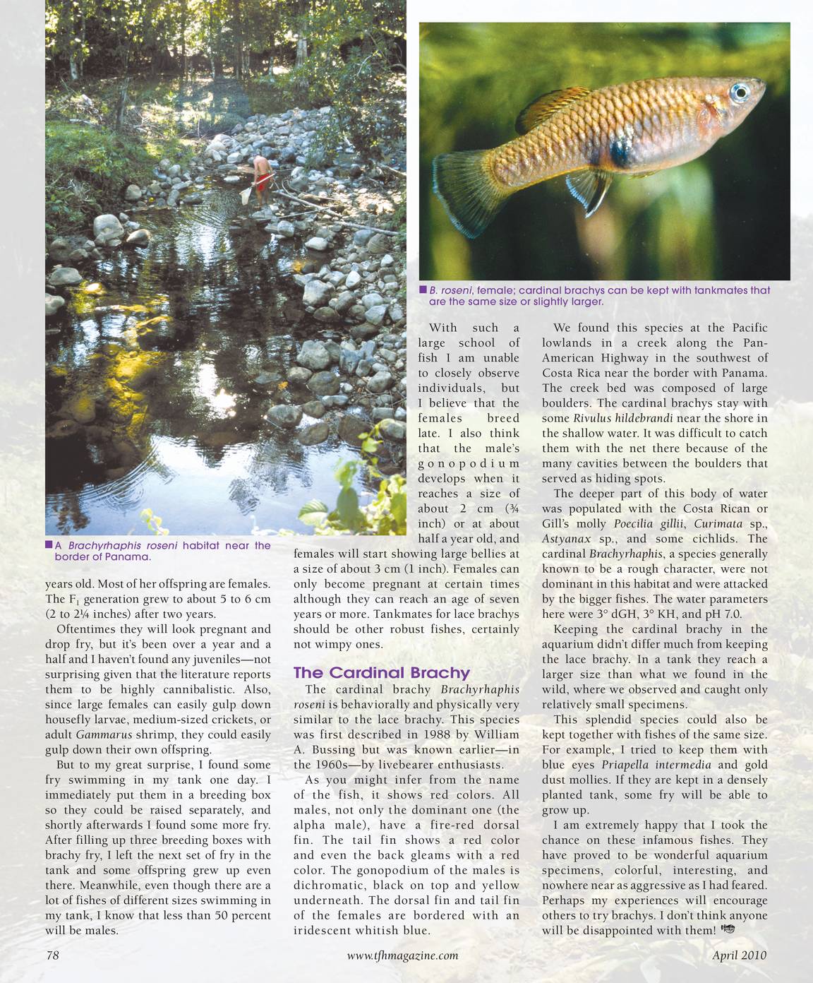 Tropical Fish Hobbyist - April 2010 - page 34