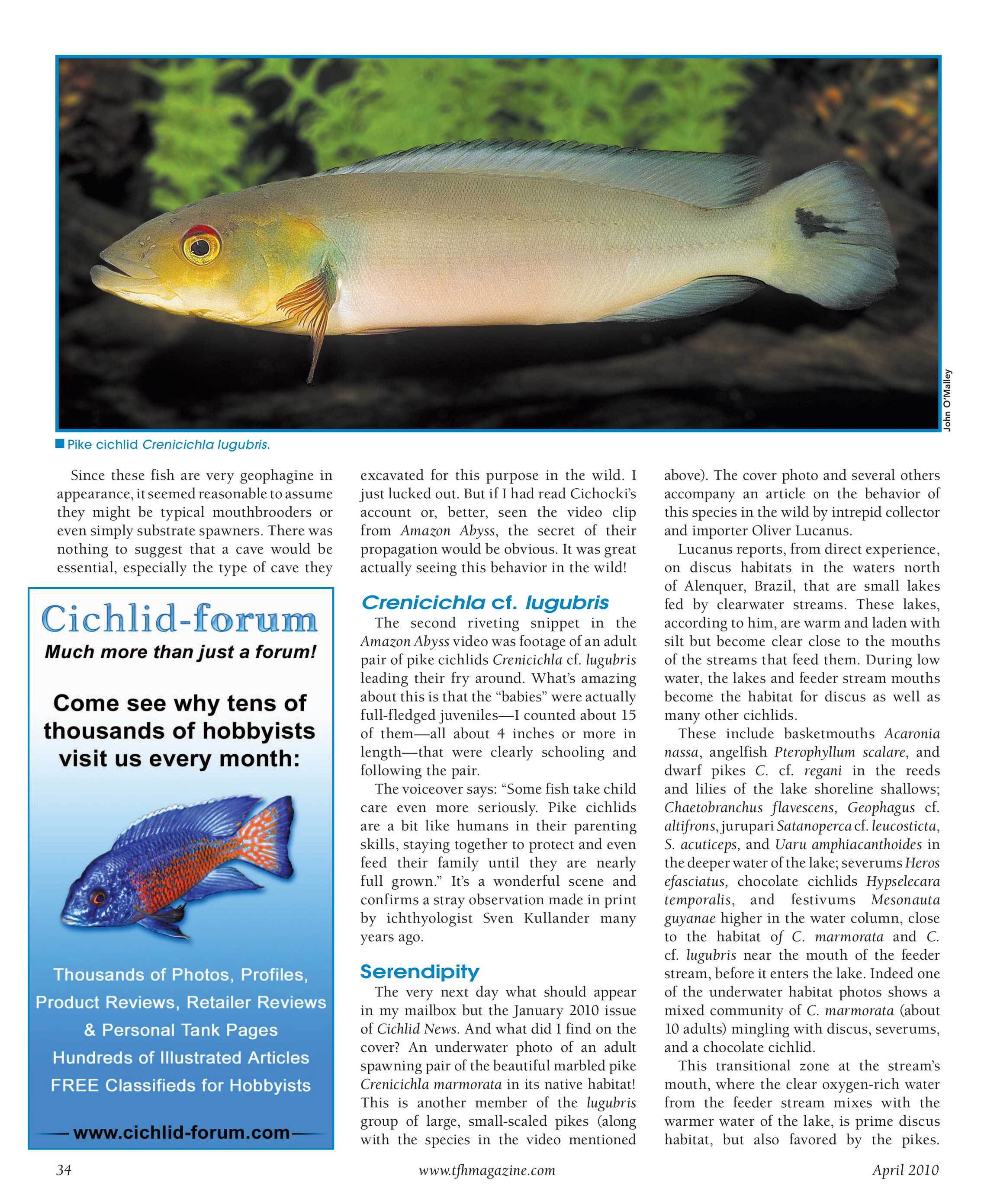 Tropical Fish Hobbyist - April 2010 - page 34