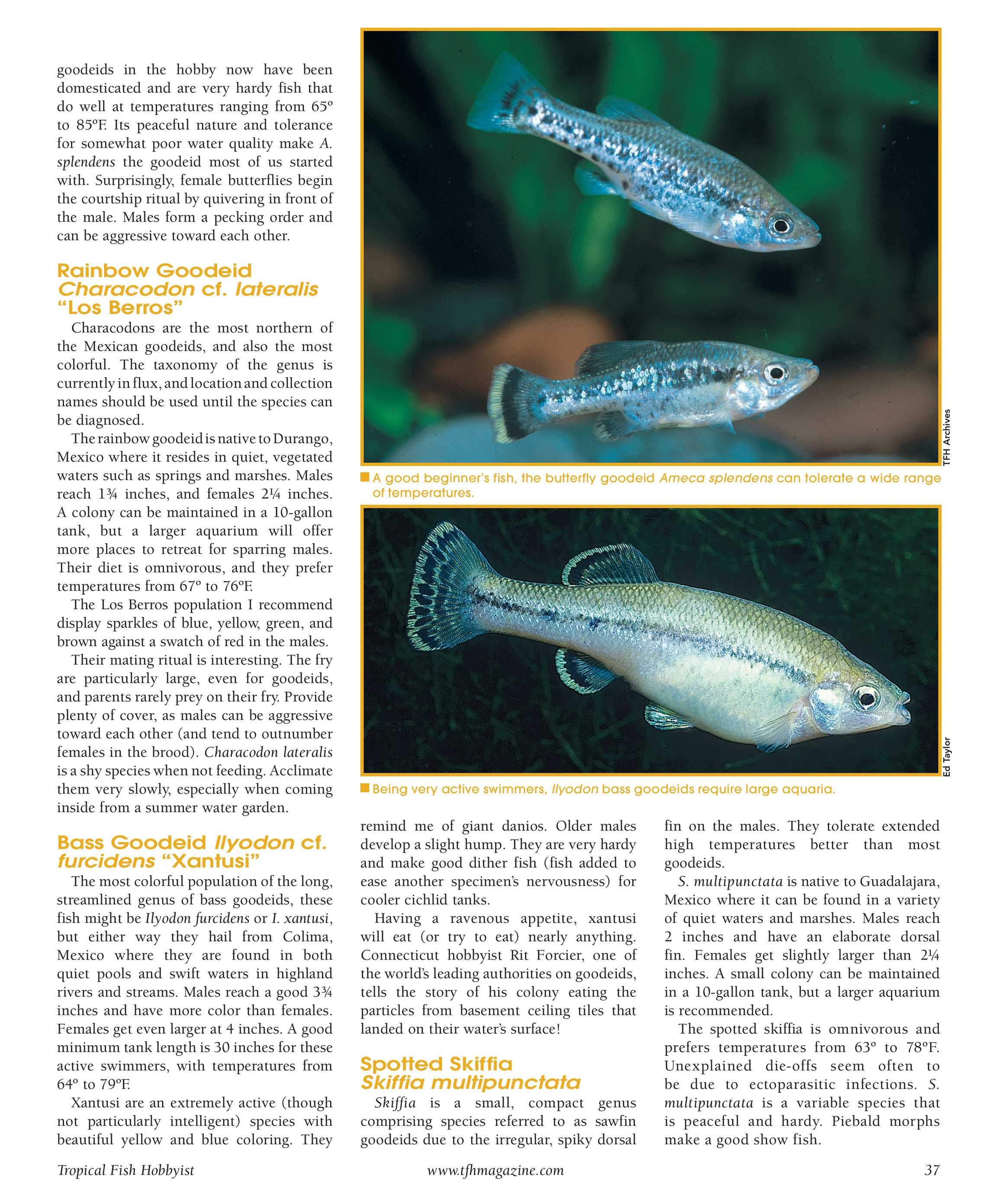 Tropical Fish Hobbyist - May 2010 - page 37