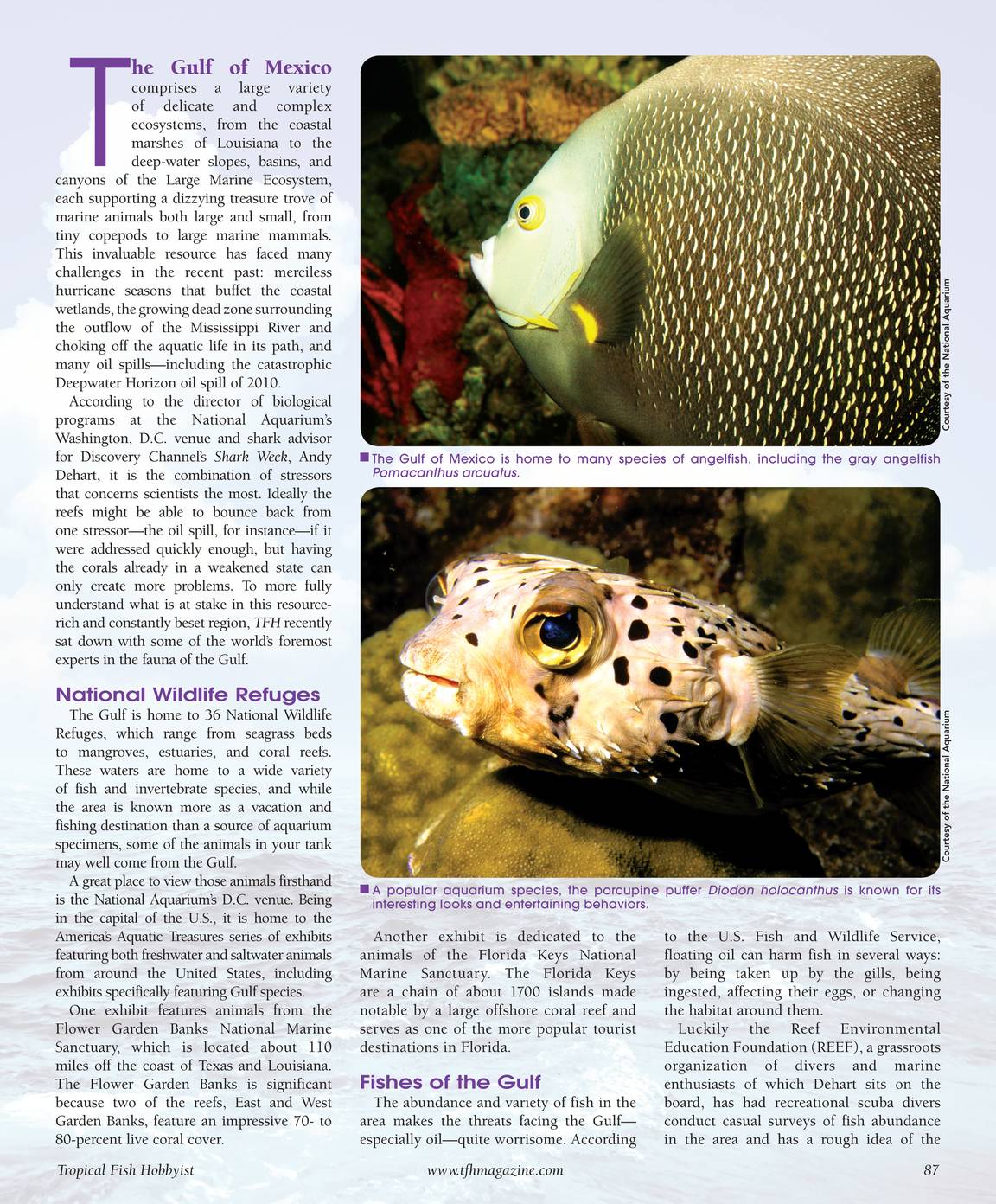 Tropical Fish Hobbyist - November 2010 - page 87