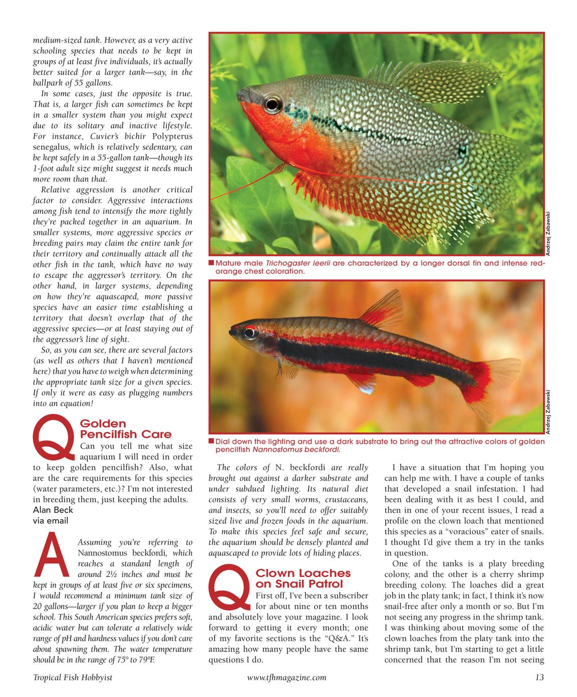 Starting a Nano Aquarium  Tropical Fish Hobbyist Magazine