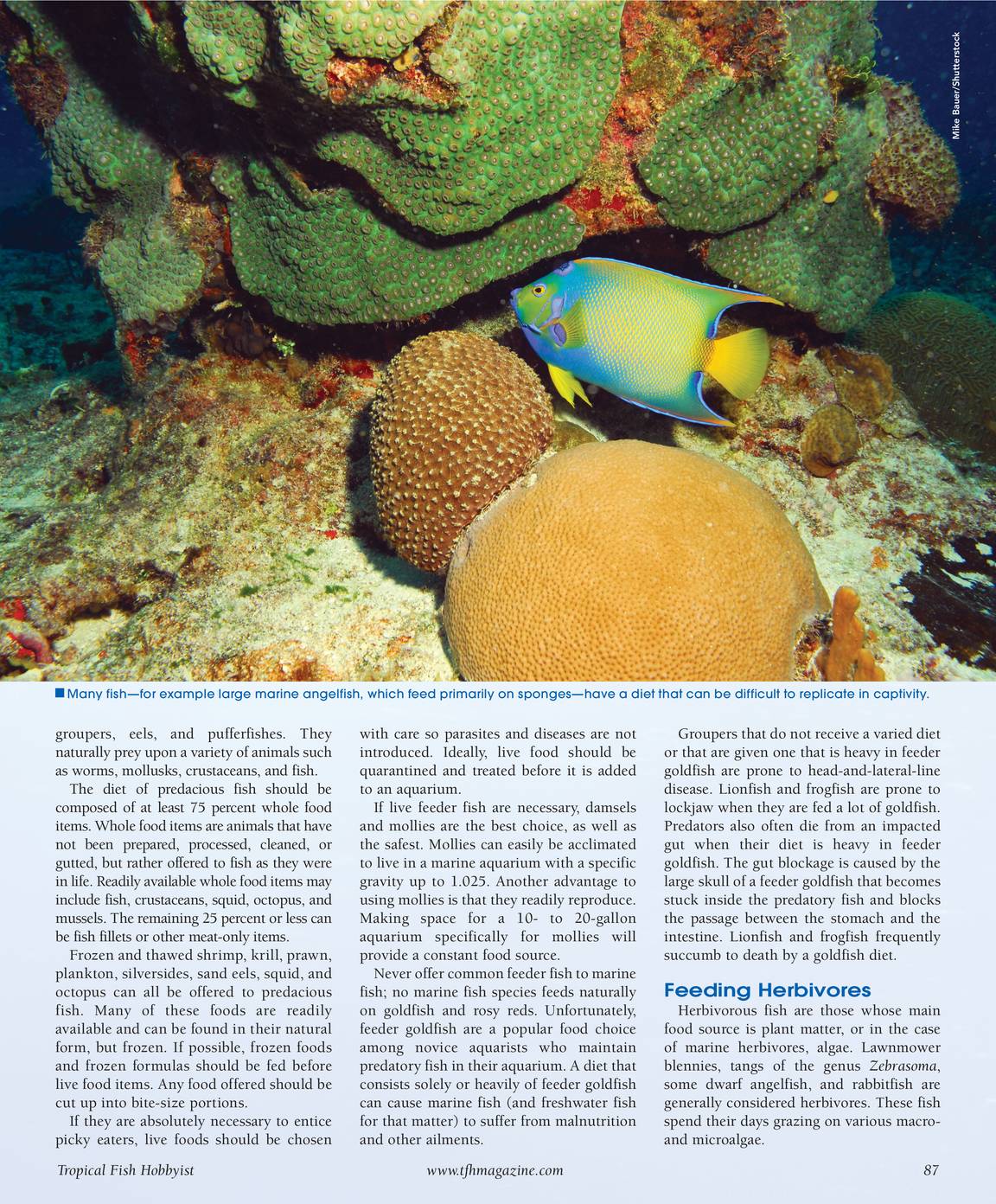 Tropical Fish Hobbyist - May 2011 - page 87