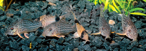 Tropical Fish Hobbyist - June 2011 Crazy Cories!