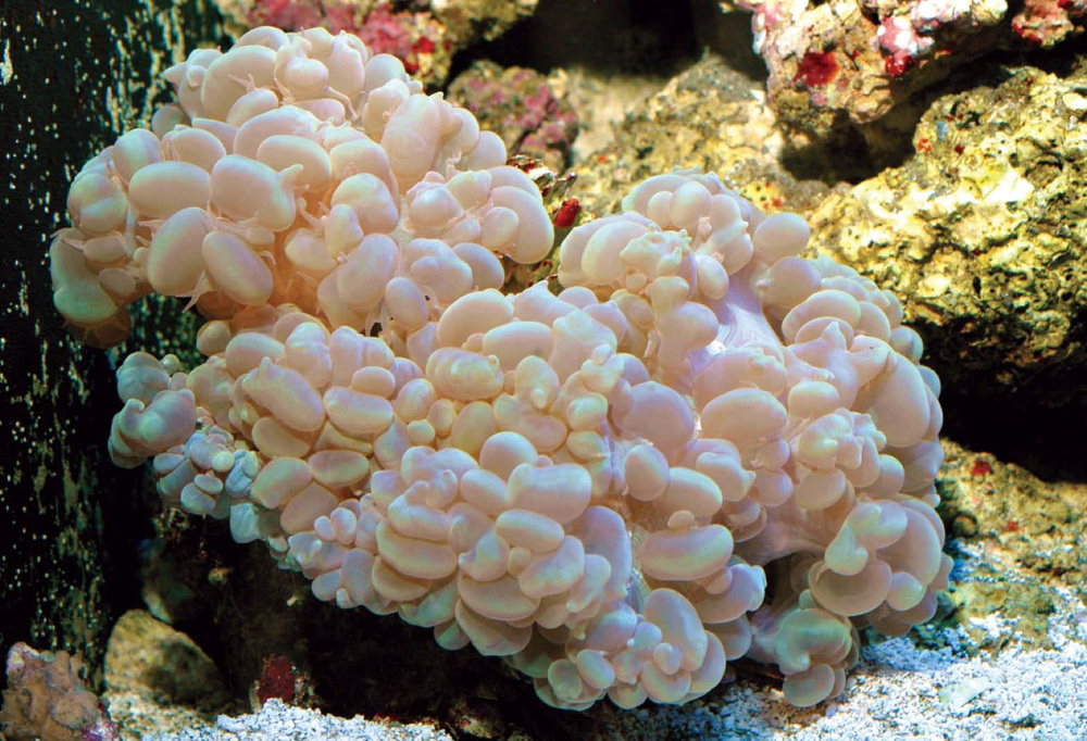 Salty Air Top  Surface Blue – Coral Reef Swim