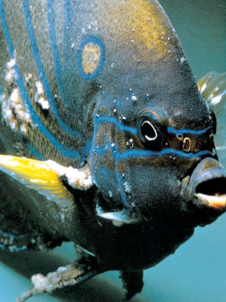 14 Fish with Big Eyes (Photos and the Best Ones for Your Tank) - A-Z Animals