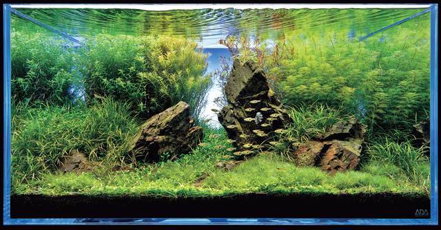 M*o様 SUIKEI nature aquarium visual magaz NATURE AQUARIUM GALLERY #01: Diverse Forest | en