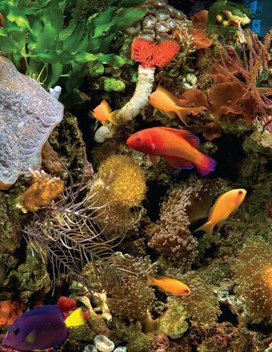 July 2011 - A Freshwater Aquarist's Guide to - Tropical Fish Hobbyist