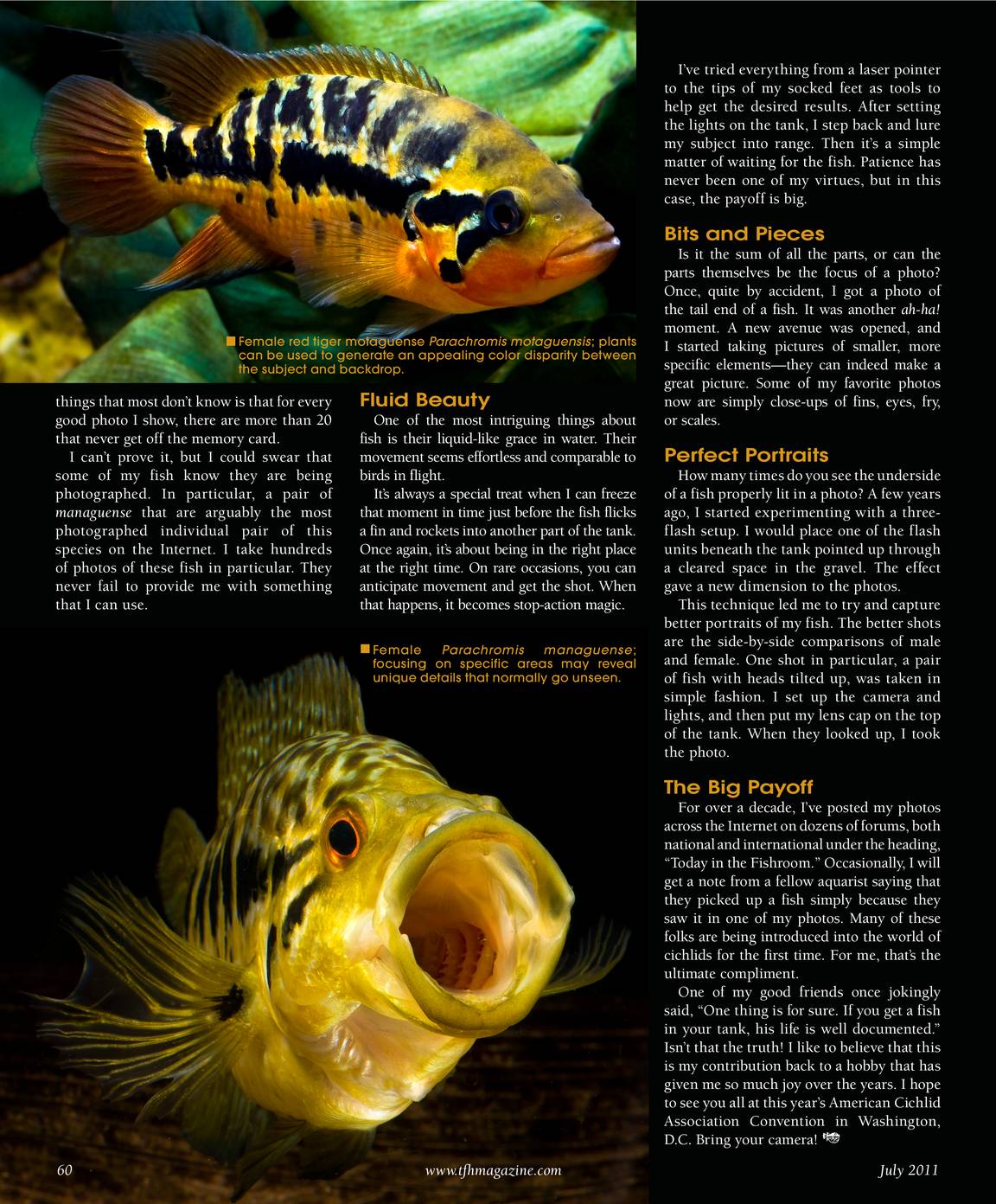 Yellow Jack Fishing Guide  How to Catch a Yellow Jack