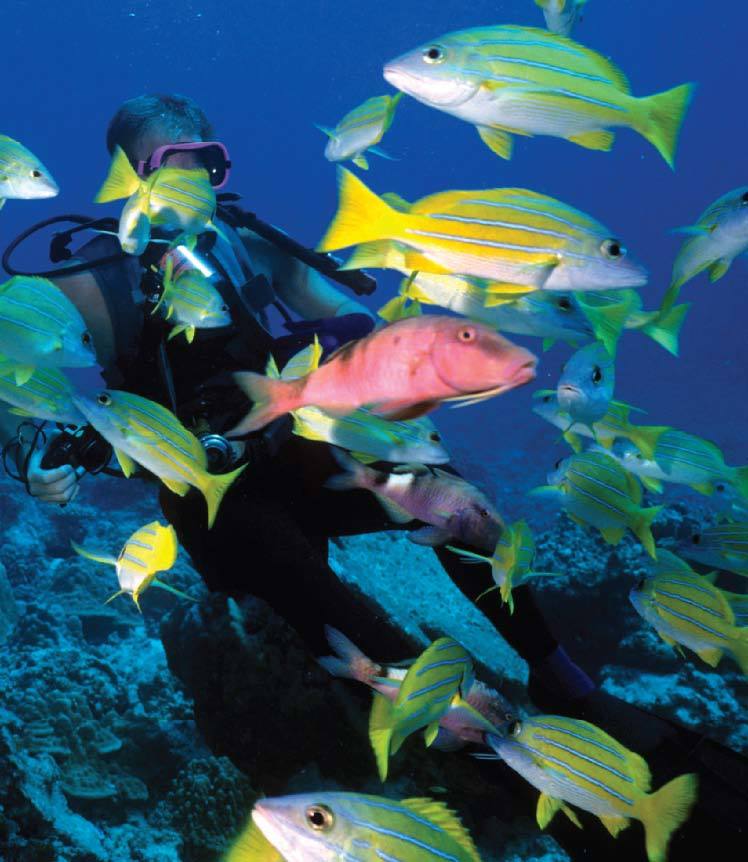 Tropical Fish Hobbyist - July 2011 - A Whole New World: Scuba