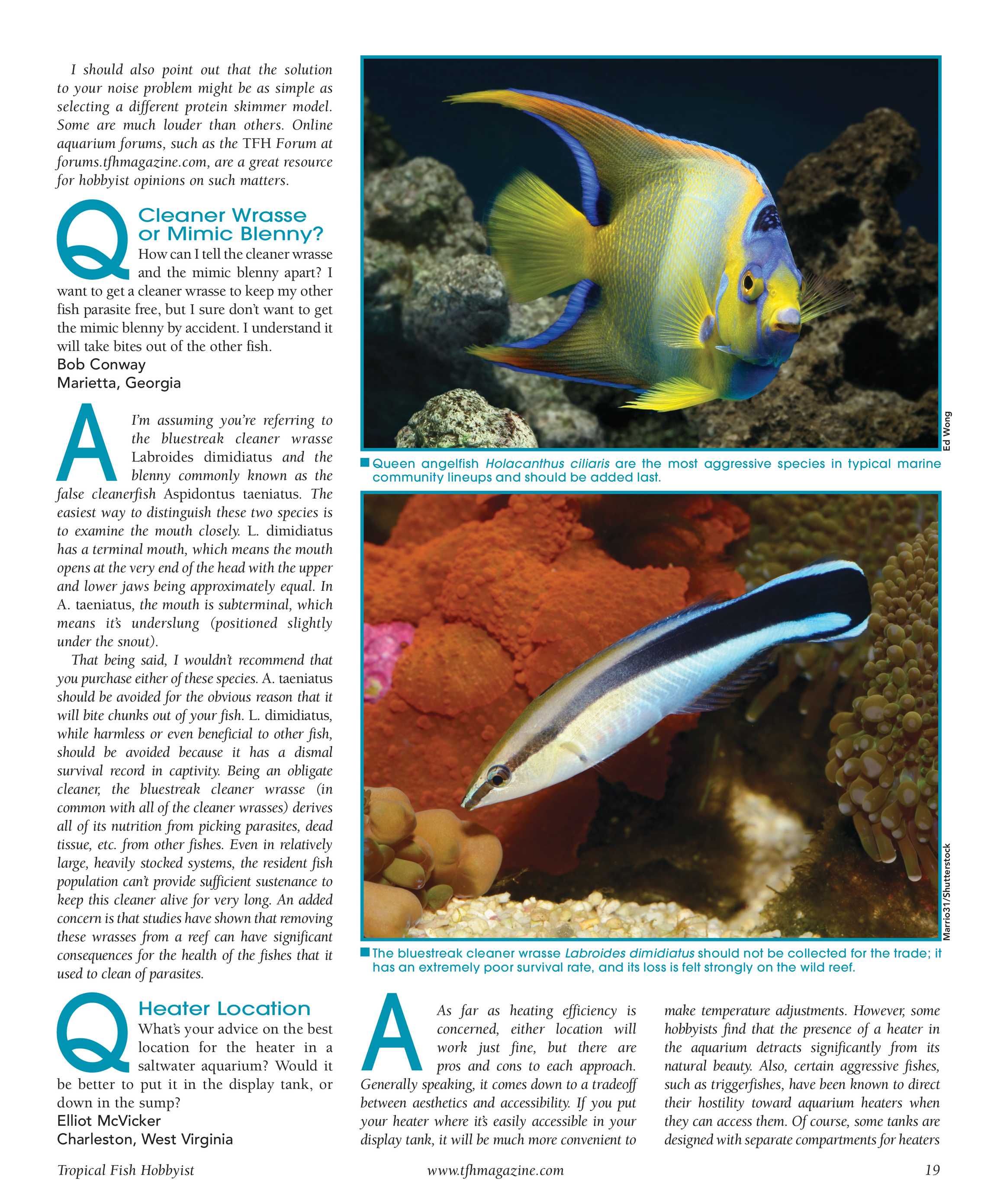 Fish Tank Layout Advice  Tropical Fish Hobbyist Magazine