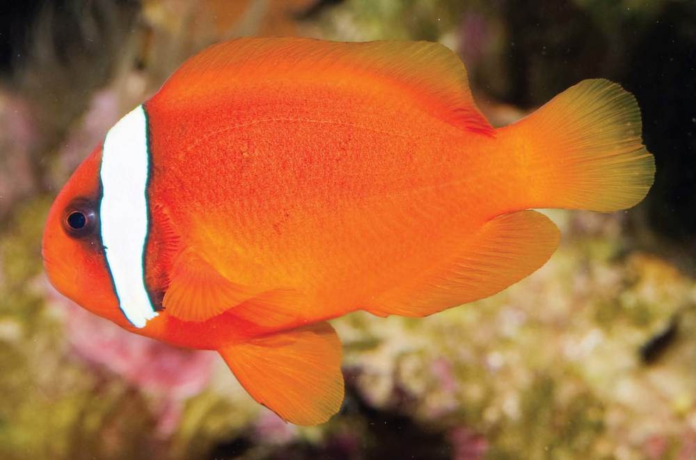 Goldfish and Tetras: The Odd Couple of the Fish World