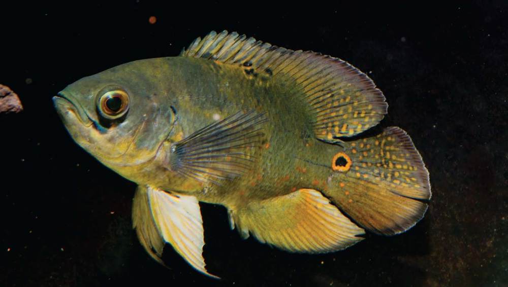 Tropical Fish Hobbyist - September 2011 - cichlid world