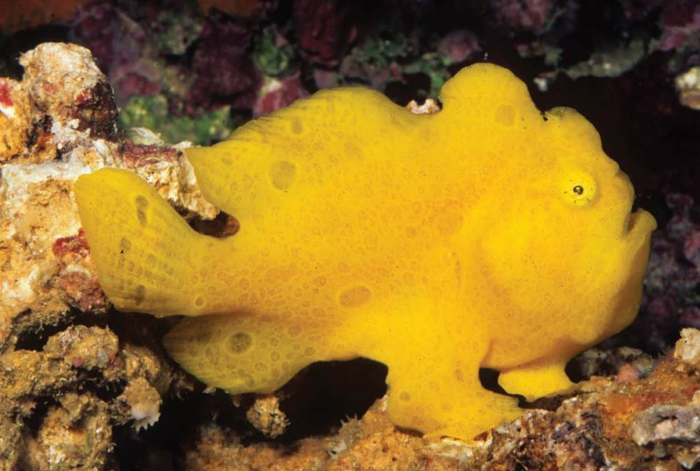 Tropical Fish Hobbyist - September 2011 - The Weird and Wonderful Frogfishes