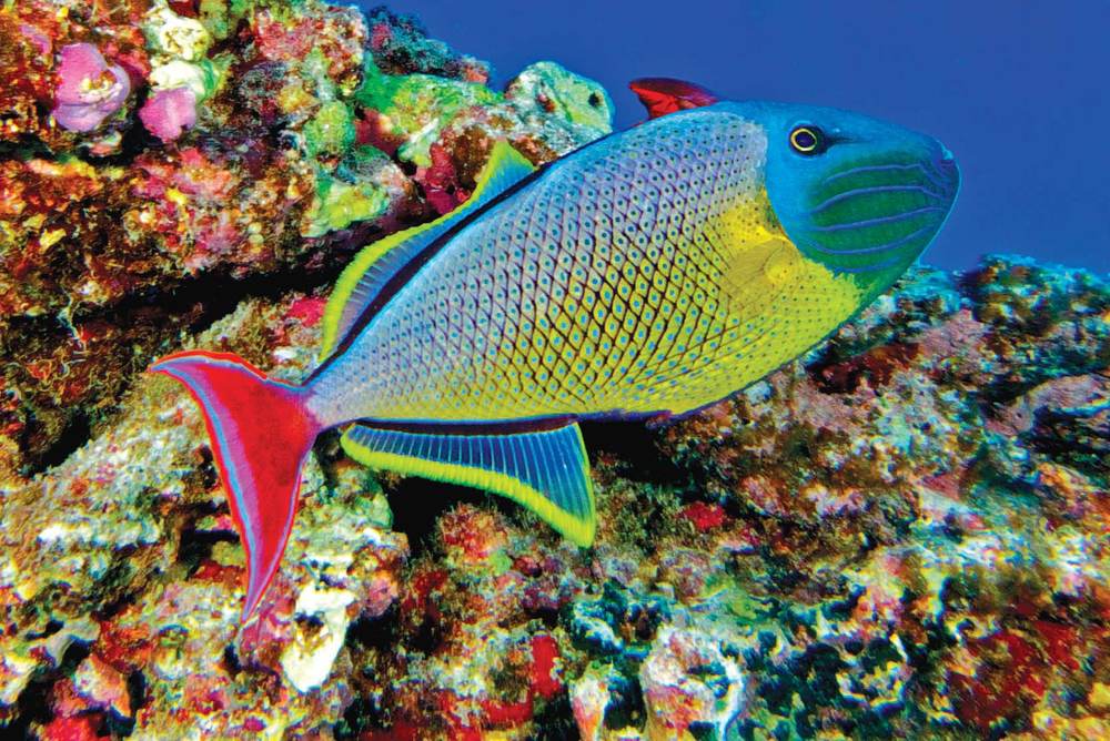 Tropical Fish Hobbyist - September 2011 - Marvelous Triggers