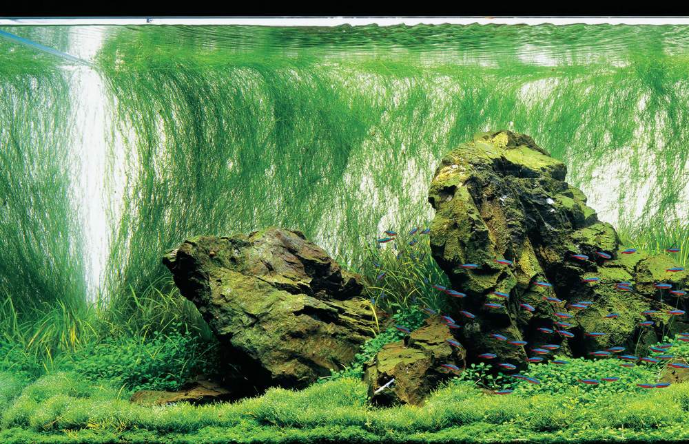 Guide To Planted Aquarium Aquascaping - Iwagumi - Glass Aqua