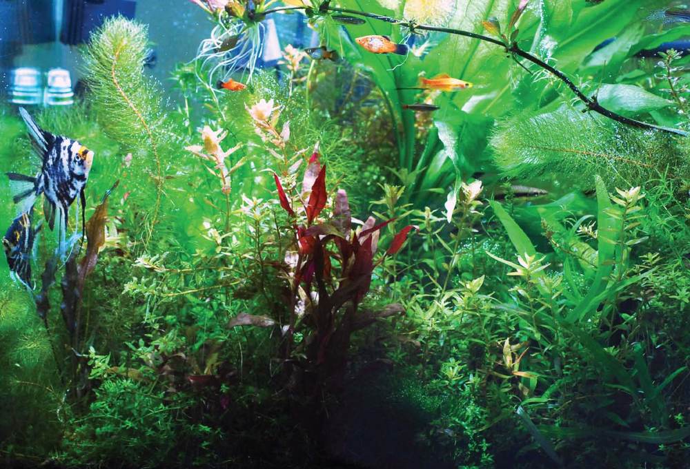 Tropical Fish Hobbyist - November 2011 - the planted tank