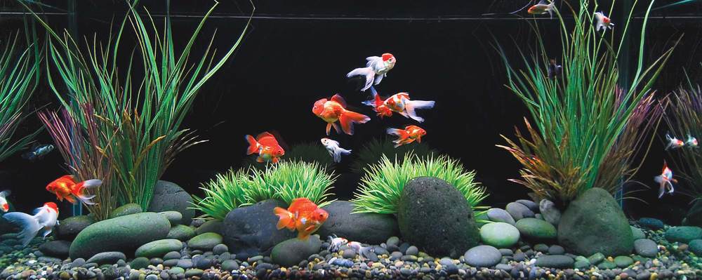 Black background, white sand, round river rock  Fish tank decorations,  Cichlid aquarium, Fish aquarium decorations