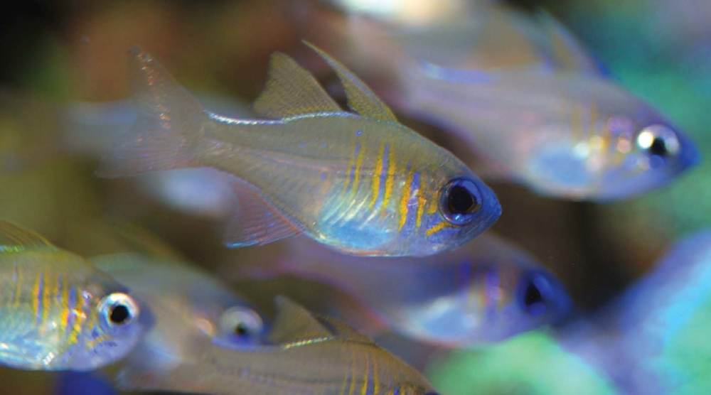 Tropical Fish Hobbyist - November 2011 - Aquaponics in Costa Rica