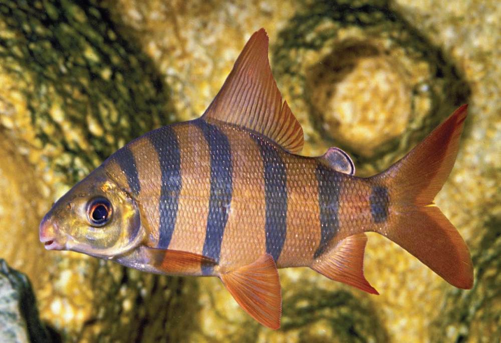 Tropical Fish Hobbyist - November 2011 - The Six-Barred Distichodus